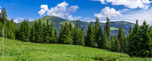 Panorama of the Carpathian Mountains in summer, Maramures region, Lysych mountain meadow, Ukraine. Panorama of the Carpathian mountains in summer with blue sky and white clouds.