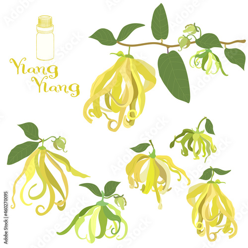 イランイランのイラスト素材・精油＆アロマ