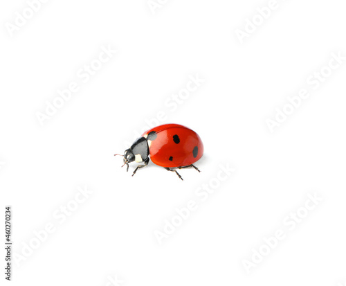 One beautiful red ladybug isolated on white © New Africa