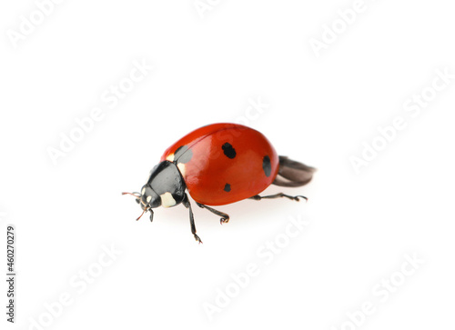 One beautiful red ladybug isolated on white