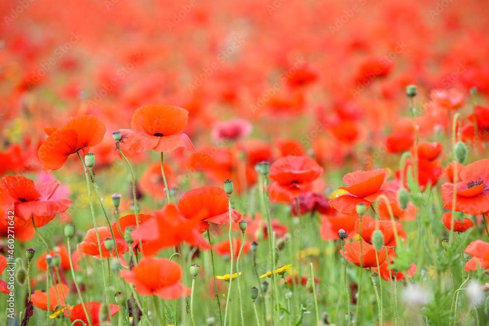 Obraz premium Poppy field with beautiful red poppies and flowers in a summer meadow