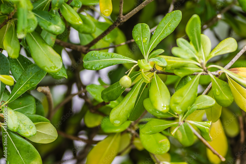 Pittosporaceae evergreen shrub and seasise plants. Pittosporaceae evergreen shrub and seasise plants.