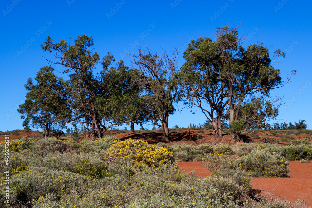 Fototapeta premium Eucaliptos de los Llanos de Samarrita en Gran Canaria, España