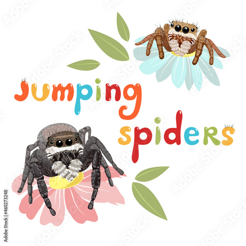 Jumping spiders photo