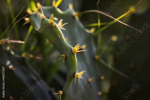 cute beautiful cactus in nature