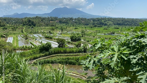 Balinese Rice Fields