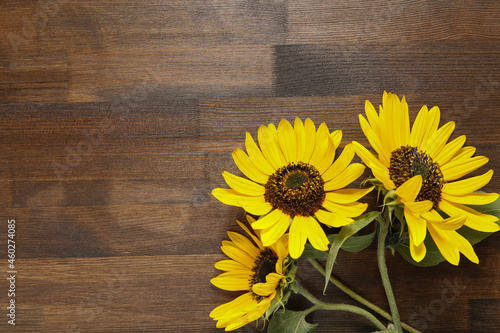 Fototapeta Naklejka Na Ścianę i Meble -  group of sunflowers on wooden background