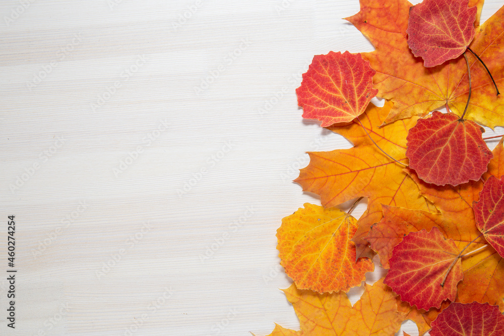 autumn leaves on white wooden background autumn leaves on white wooden background