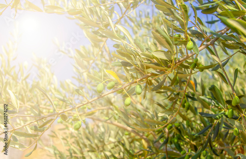 Wallpaper Mural green olives on a tree in the sunlight. Selective focus Torontodigital.ca