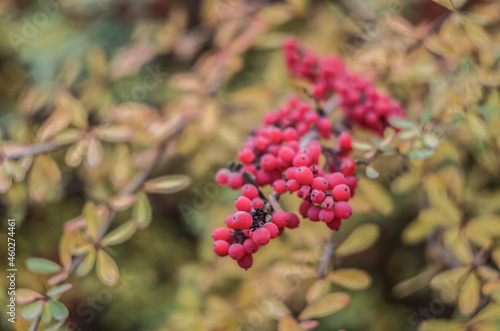 Decorative barberry branch with berries on a blurred background.