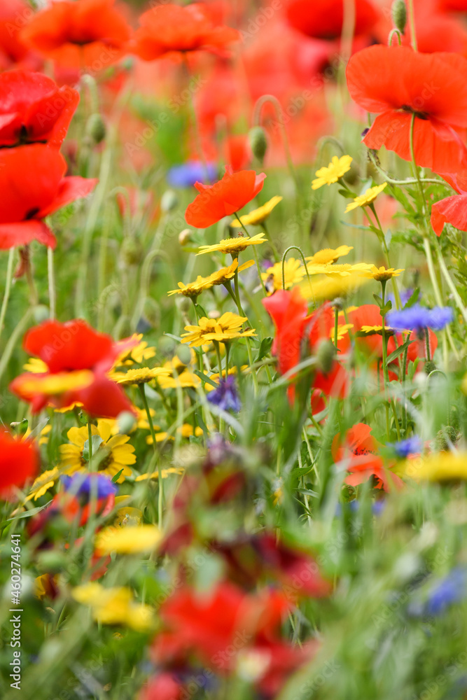 Fototapeta premium Poppy field with beautiful red poppies and flowers in a summer meadow