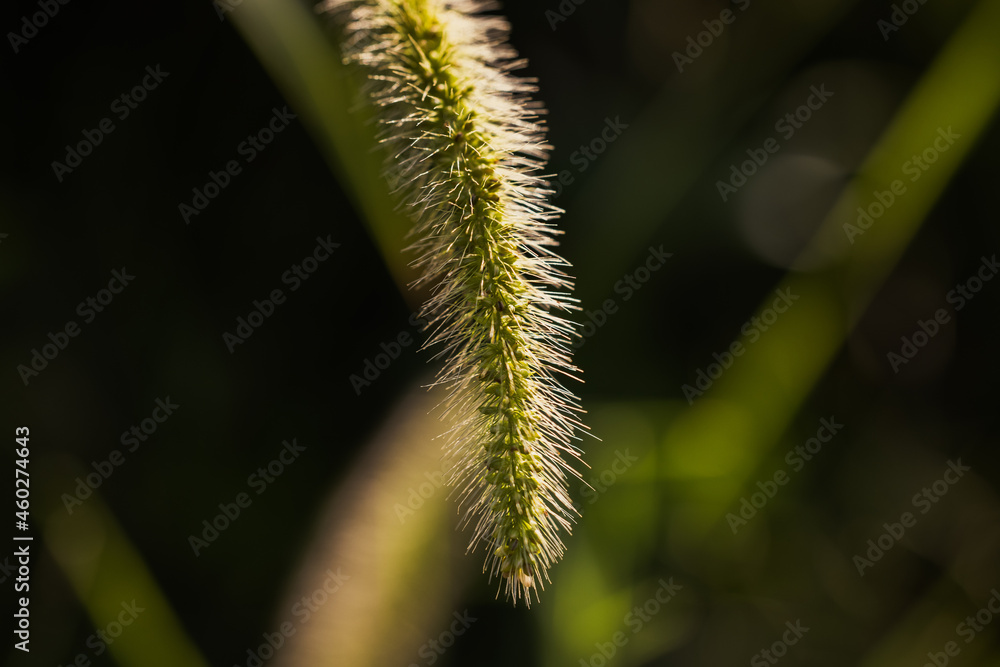 green plant in autumn season