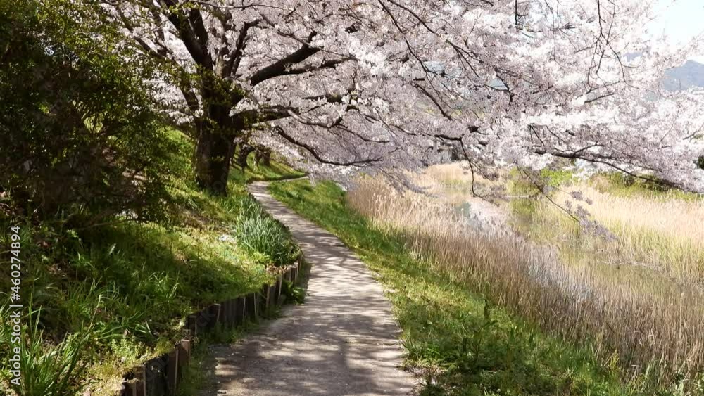 芦原と桜の散歩道(4K映像) 芦原と桜の散歩道(4K映像)