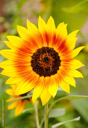 Close up of a big yellow and orange sunflower  Helianthus annuus 