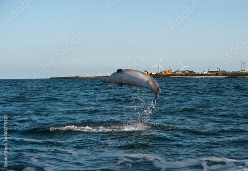 Großer Tümmler, Delfine in freier Wildbahn