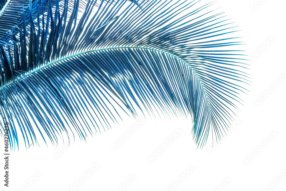 Fototapeta premium Palme bleue , fond blanc 