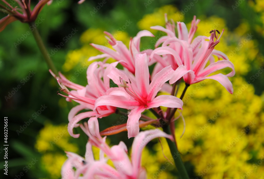 Close up of a salmon pink cultivar of Guernsey lily or red nerine (Nerine sarniensis)