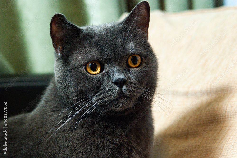 a gray cat of British or Scottish breed lies on the bed