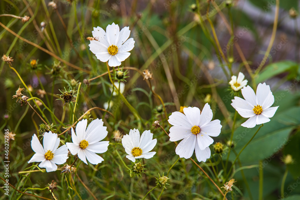 Daisies blooming in the garden Daisies blooming in the garden