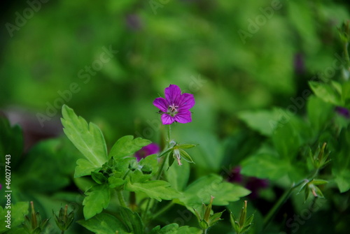 Close up of a single purple flower with dark purple veins of geranium yoshinoi Makino, native to Japan