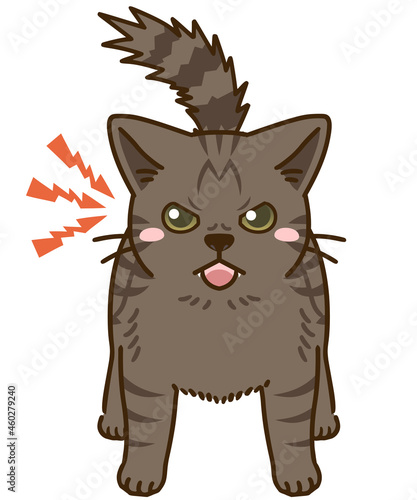 威嚇する猫（キジトラ）