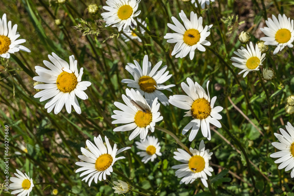 Margeriten werden von den Naturfreunden, Wanderer oder Spaziergänger auf Sommerwiesen bewundert und sind Nahrungsquelle für viele Insekten. Die Blüten sind weiß mit gelben leuchtendem Zentrum. Margeriten werden von den Naturfreunden, Wanderer oder Spaziergänger auf Sommerwiesen bewundert und sind Nahrungsquelle für viele Insekten. Die Blüten sind weiß mit gelben leuchtendem Zentrum.