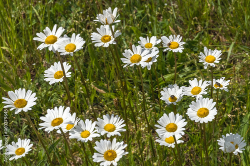 Fototapeta Naklejka Na Ścianę i Meble -  Margeriten werden von den Naturfreunden, Wanderer oder Spaziergänger auf Sommerwiesen bewundert und sind Nahrungsquelle für viele Insekten. Die Blüten sind weiß mit gelben leuchtendem Zentrum.