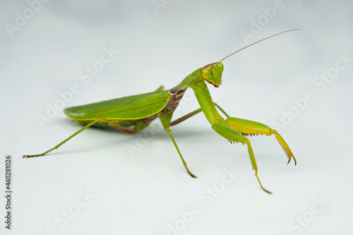 Large green-yellow mantis on white background. Selective focus. Side view. Concept of wild insects.