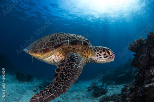 Swimming sea turtle in the ocean, photo taken under water at the Great Barrier Reef, Cairns, Queensland Australia