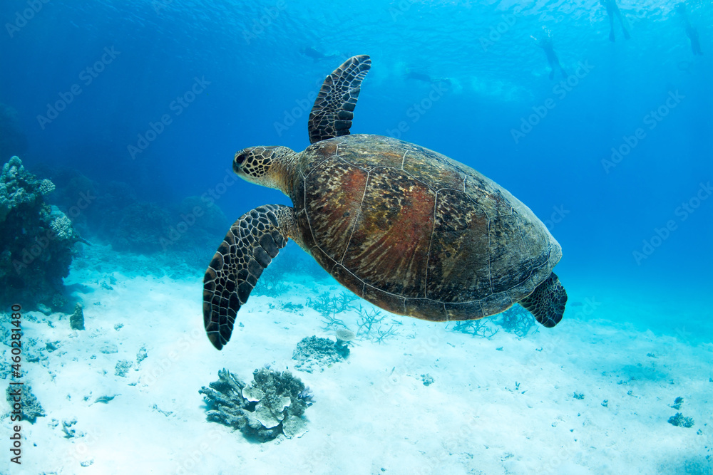 Fototapeta premium Swimming sea turtle in the ocean, photo taken under water at the Great Barrier Reef, Cairns, Queensland Australia