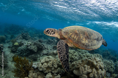 Swimming sea turtle in the ocean, photo taken under water at the Great Barrier Reef, Cairns, Queensland Australia © Olivia Zhou