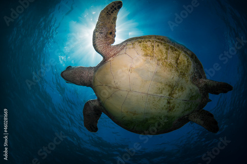 Swimming sea turtle in the ocean, photo taken under water at the Great Barrier Reef, Cairns, Queensland Australia