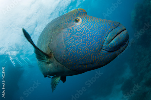 A large blue Hump-Headed Maori Wrasse fish with gold or yellowish strip pattern swimming in the ocean looking and waving to the camera at the Great Barrier Reef, Cairns, Queensland Australia