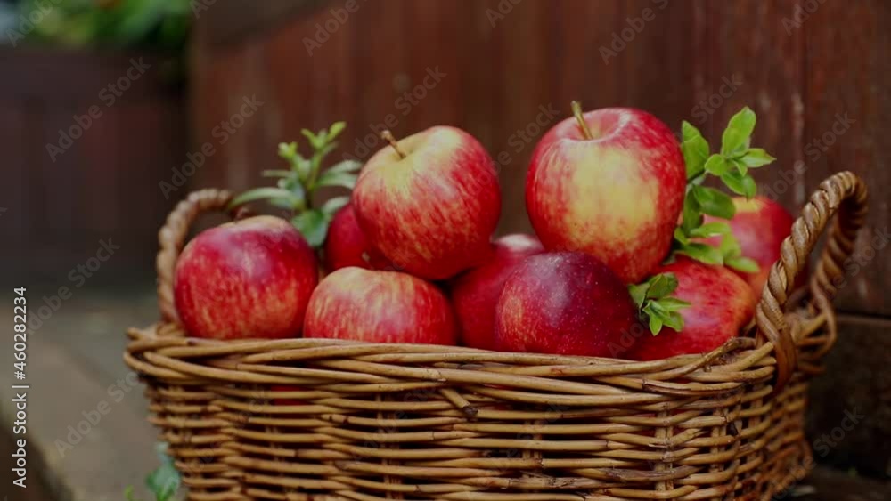 red and yellow fresh apples on natural background outdoors, healthy eating, autumn harvest, farming. red and yellow fresh apples on natural background outdoors, healthy eating, autumn harvest, farming.