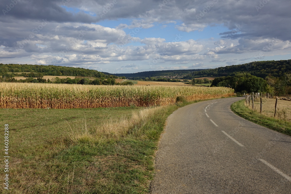 Road and late summer cornfield in northern France, right before the harvest
