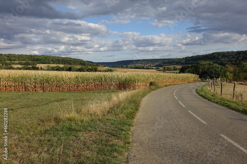 Road and late summer cornfield in northern France, right before the harvest 