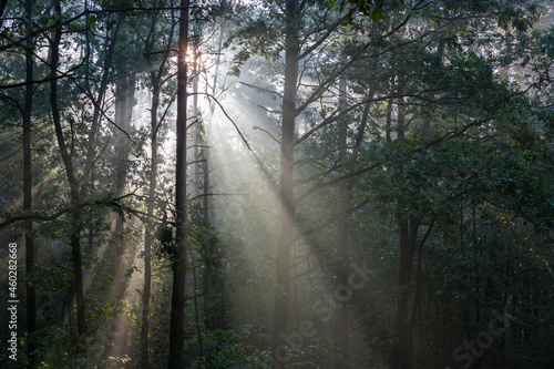 Fototapeta Naklejka Na Ścianę i Meble -  rayons de soleil en forêt