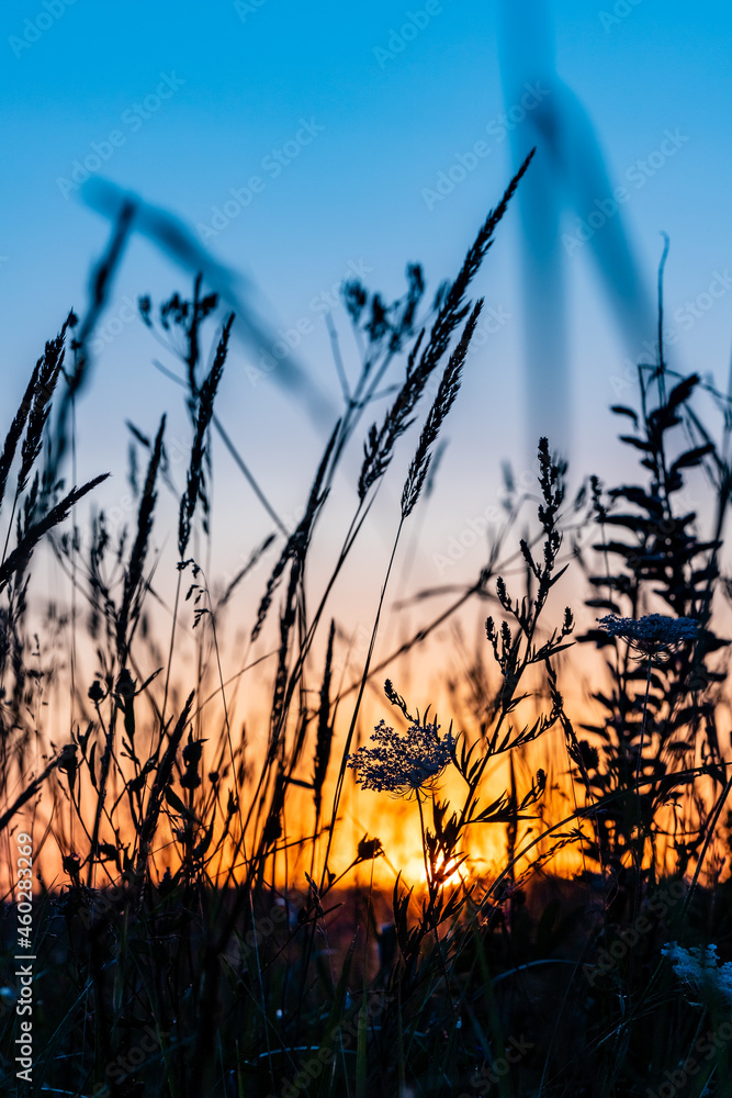 Obraz premium Vertical photo of sunrise in the field. Sunset over the meadow with grass silhouette. Daybreak at the pasture. Study of plants during dawn. Romantic early morning in the meadow. Sunrise in the grass.