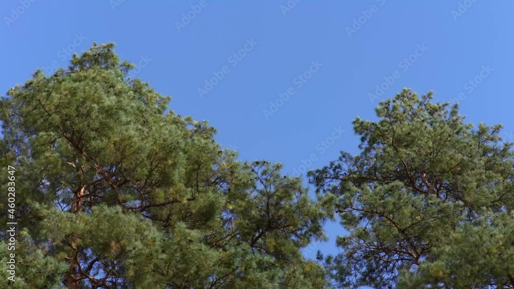 Tops of the trees are swaying from the strong wind against the background of clouds Tops of the trees are swaying from the strong wind against the background of clouds