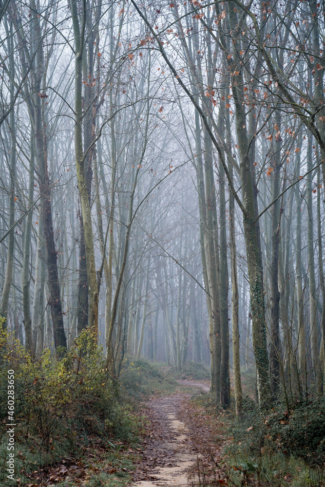 tall Oriental plane tree forest, road crossing and dense fog catalonia, spain