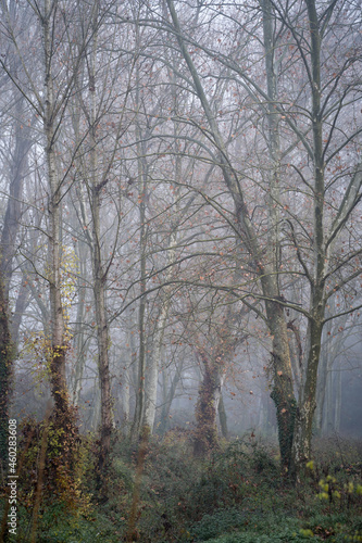 tall Oriental plane tree forest, dense undergrowth and dense fog catalonia, spain