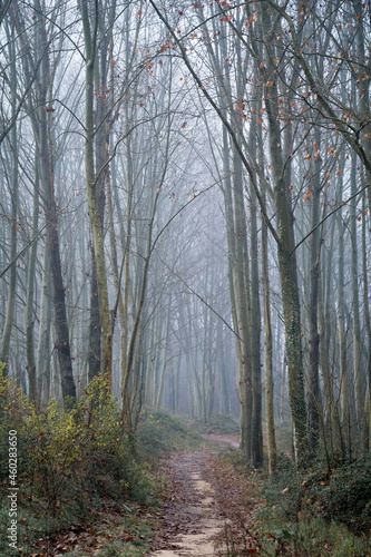 tall Oriental plane tree forest  road crossing and dense fog catalonia  spain