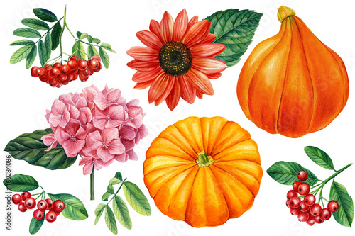 Fototapeta Naklejka Na Ścianę i Meble -  Pumpkin, hydrangea and rowan, set of watercolor elements for design on a white background
