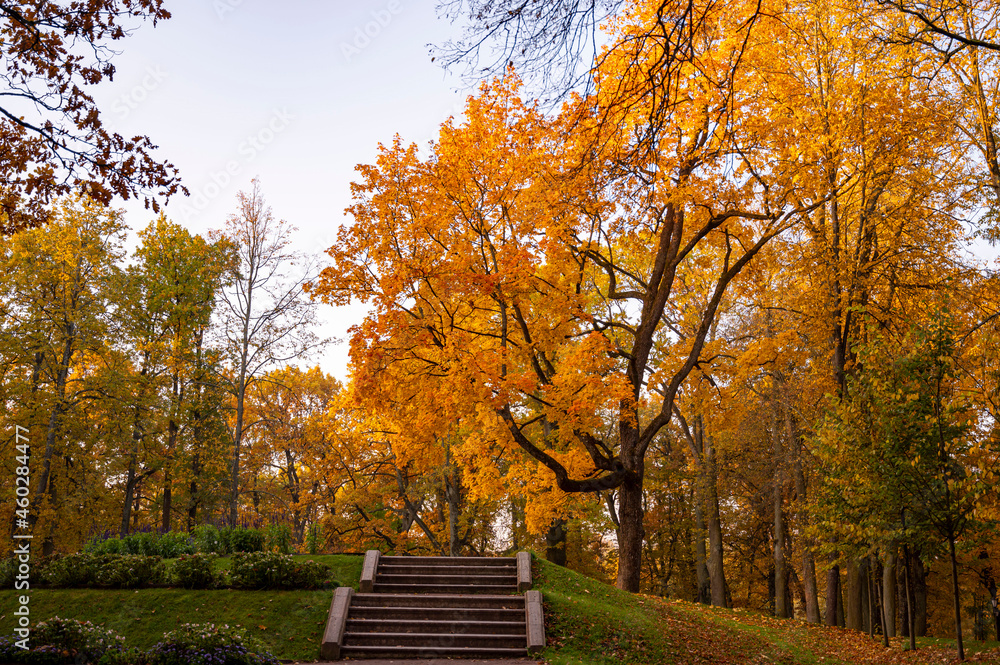 Naklejka premium autumn in the park
