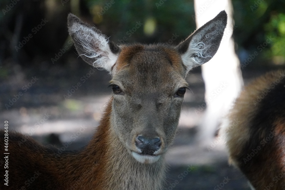 Red deer