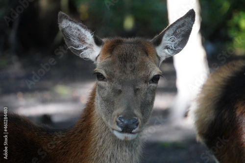 Fototapeta Naklejka Na Ścianę i Meble -  Red deer