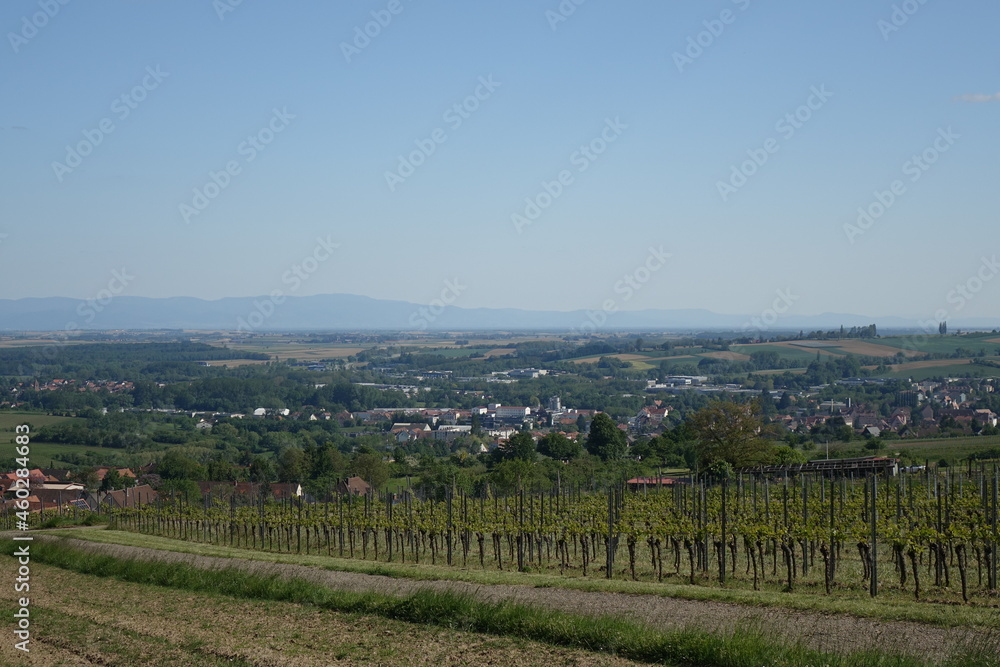 Scenic view on Schweigen-Rechtenbach from the vineyards with Bienwald Forest, Rhine valley and Black Forest in the background
