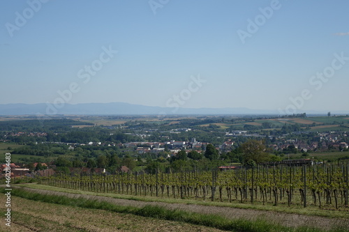 Scenic view on Schweigen-Rechtenbach from the vineyards with Bienwald Forest  Rhine valley and Black Forest in the background 