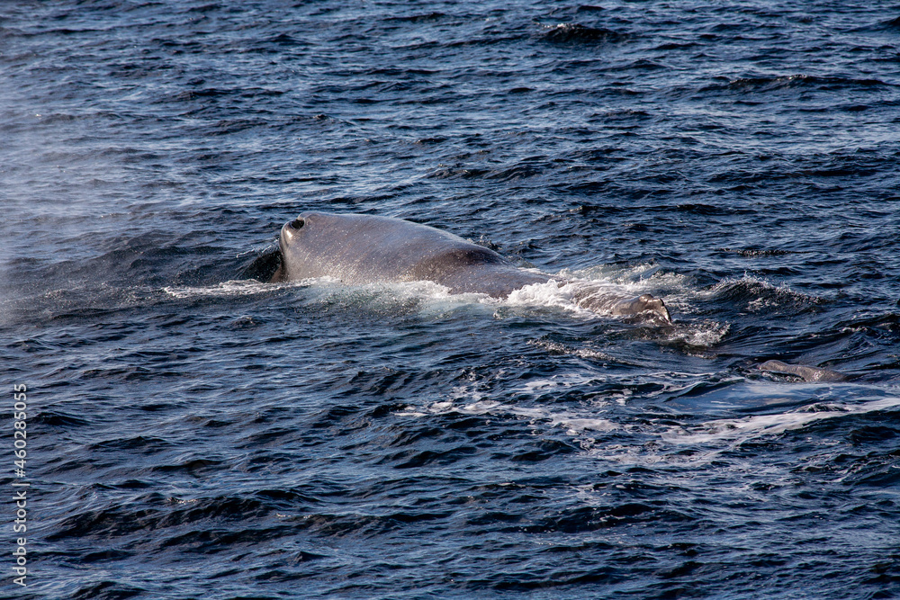 Obraz premium Atemloch des Pottwal (Physeter macrocephalus)