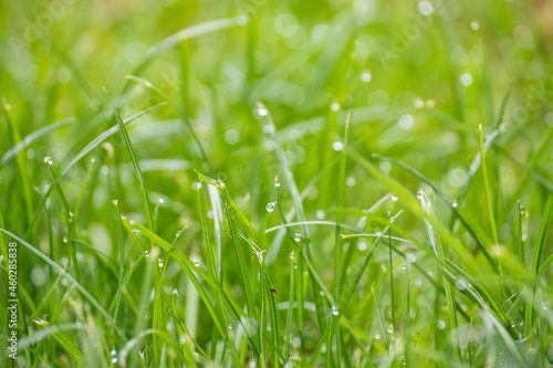 Natural background of blurred bokeh texture, green grass with rain drops, close up, shallow depth of focus. Fresh beautiful pattern expired by nature, freshness of water dew and wet greenery in spring